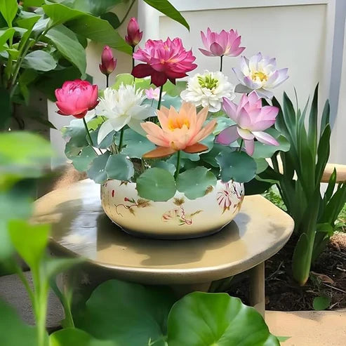 Bonsai Japanese Lotus Seeds