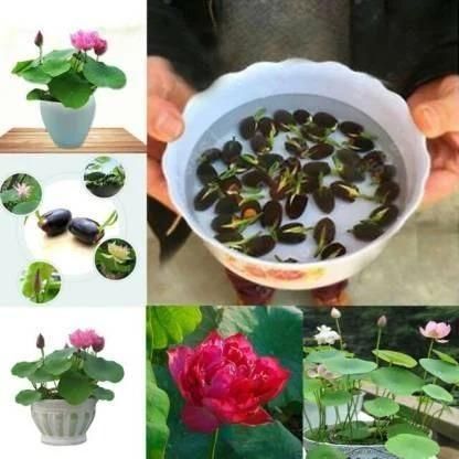 Bonsai Japanese Lotus Seeds