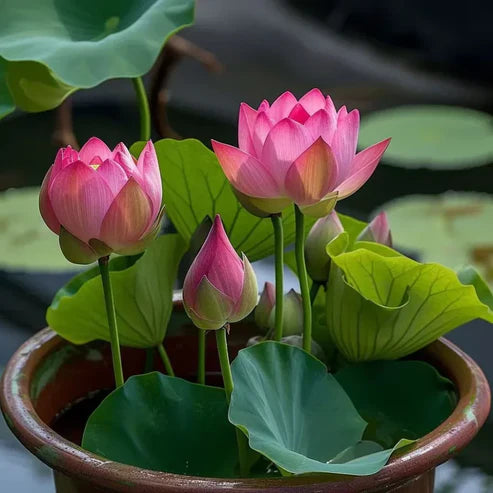 Bonsai Japanese Lotus Seeds